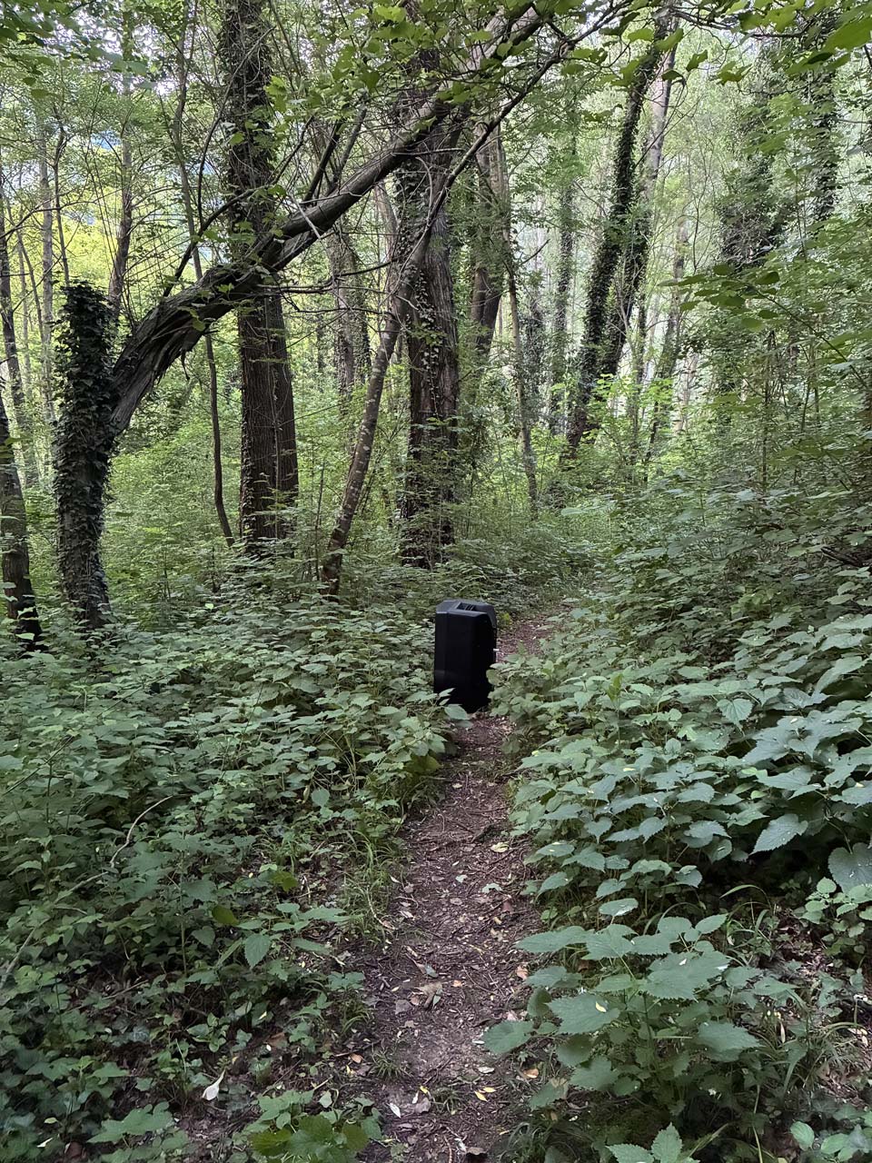 di croce magini quattro fischi verticali v